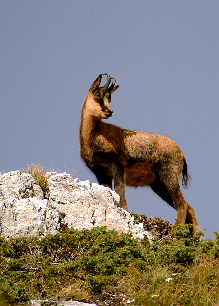 Camoscio d''Abruzzo Rupicapra pyrenaica ornata